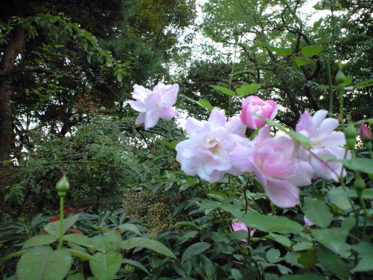 コウシンバラは北京の市の花です バラの庭づくり Oakenbucket オークンバケットのローズレターへようこそ