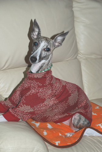 Whippet on Whippets_f0140454_21562944.jpg