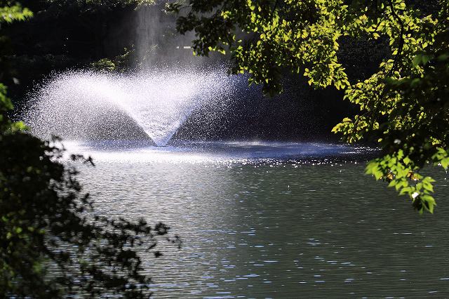 井の頭公園の小さな秋_f0044056_1716445.jpg