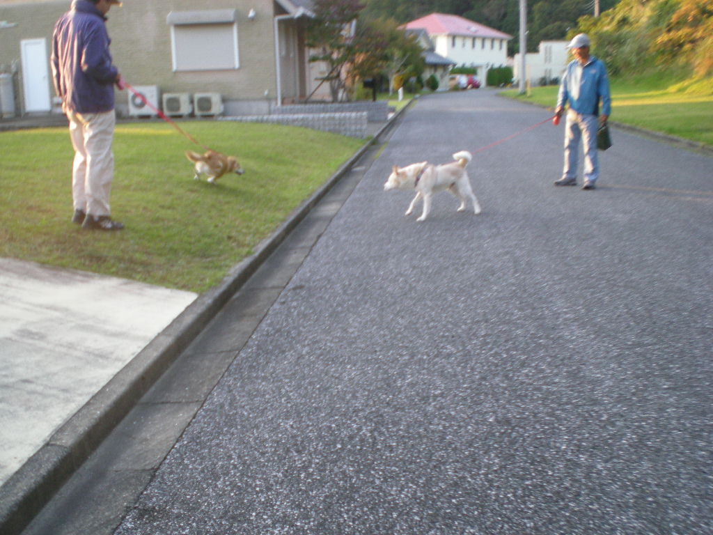 ２００８年１０月２８日（火）海苔巻き食べた～い！_f0060461_1529662.jpg