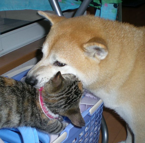 2008年10月28日(火)海苔巻き食べた~い!_f0060461_15534629.jpg