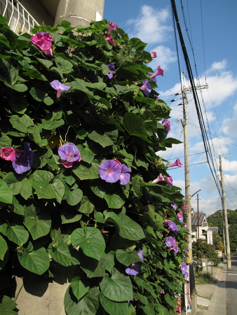 f0167977_1557878.jpg