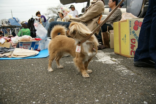 フリマの犬たち 10_c0109780_90346.jpg