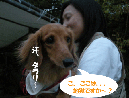 e0066883_22564043.gif