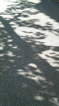 b0134285_20513366.jpg