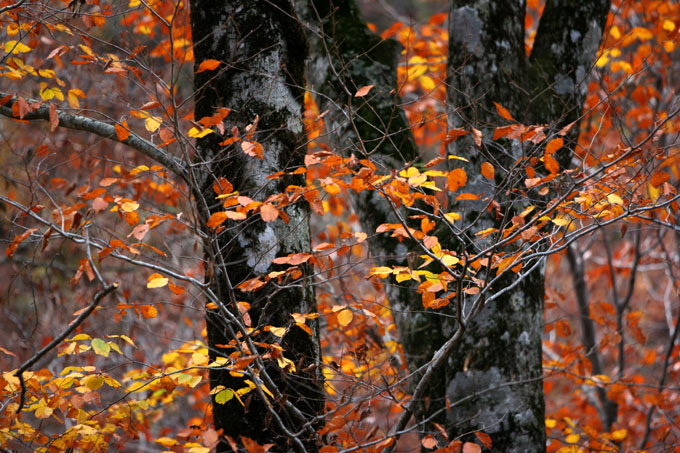 紅葉と落葉の「峨瓏ノ滝」_f0150893_20193068.jpg