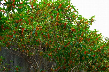 d0005397_2451966.jpg