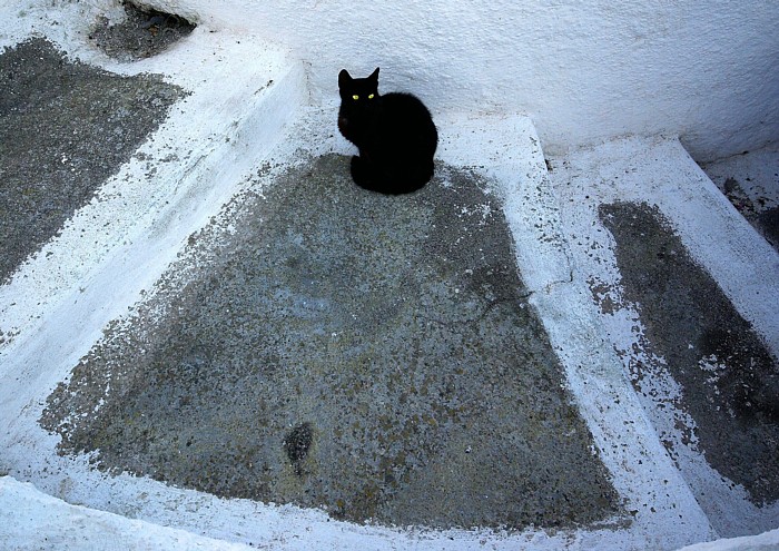 ギリシャ旅の思い出（ミコノス島：ニャンコ）_c0165301_88460.jpg