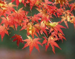b0118202_15564773.jpg