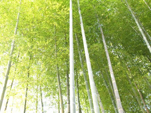 c0057810_03137.jpg