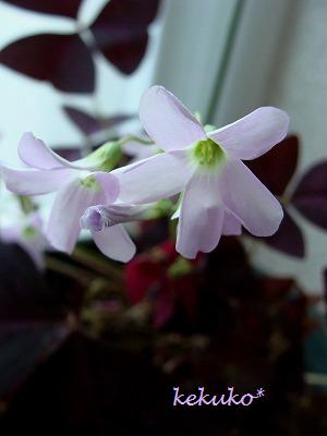 f0170524_11321522.jpg