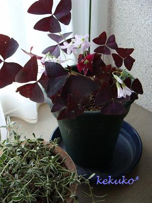 f0170524_11322052.jpg