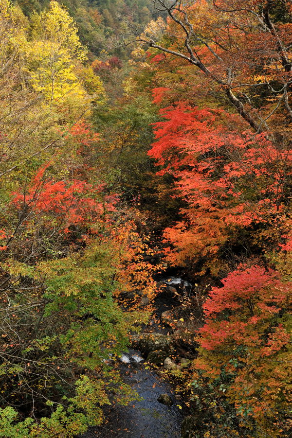 道路脇の紅葉_e0037126_22102565.jpg