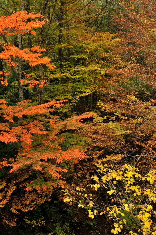 道路脇の紅葉_e0037126_2295331.jpg