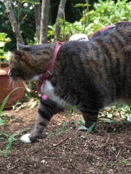 歩こう~♪_b0089338_0111236.jpg