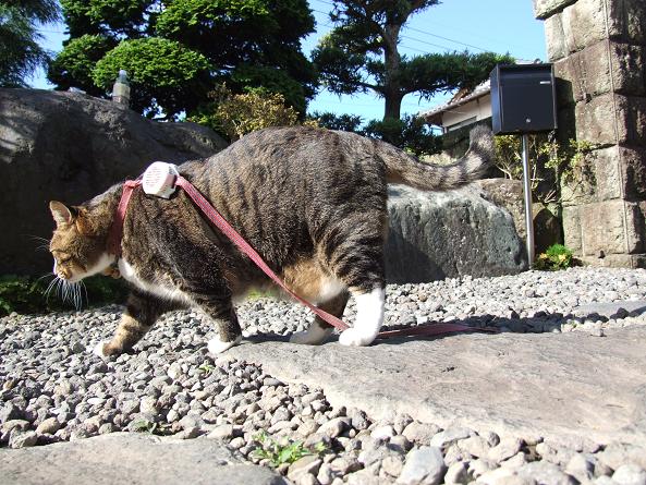 歩こう~♪_b0089338_033298.jpg