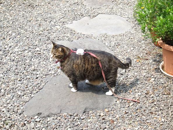 歩こう~♪_b0089338_0344100.jpg