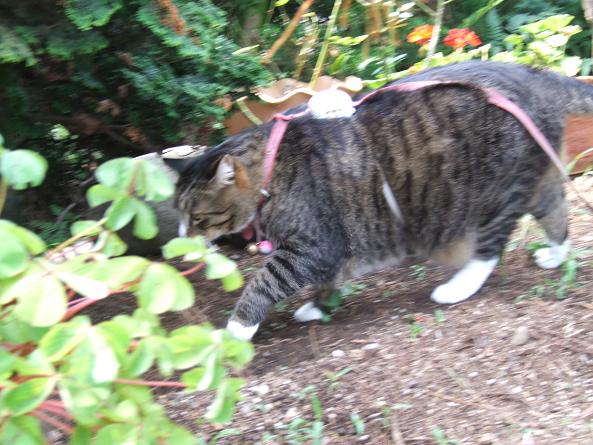 歩こう~♪_b0089338_04682.jpg