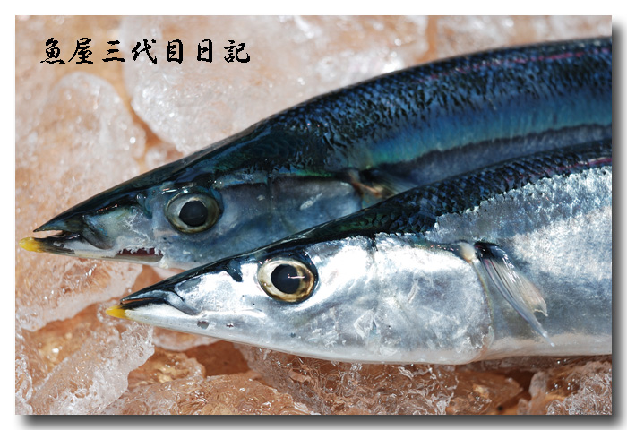 秋刀魚 サンマ 安くて美味しいお魚ですよね 魚屋三代目日記