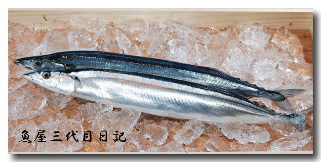秋刀魚 サンマ 安くて美味しいお魚ですよね 魚屋三代目日記