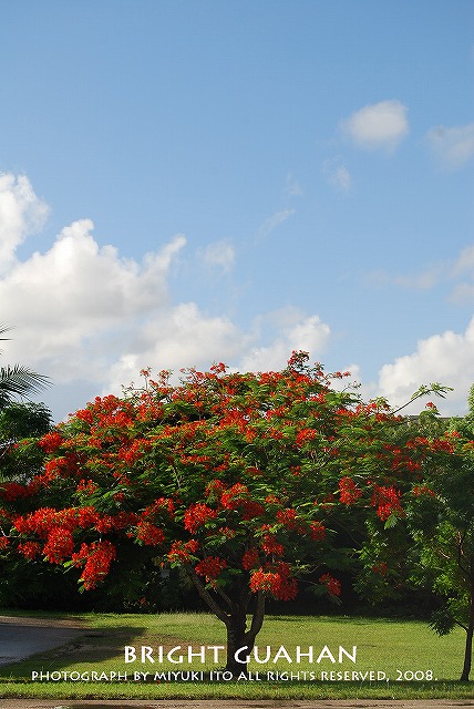 flame tree_c0105739_1254187.jpg