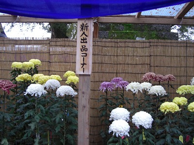 菊祭りの菊の花が並べられました_a0084753_154278.jpg