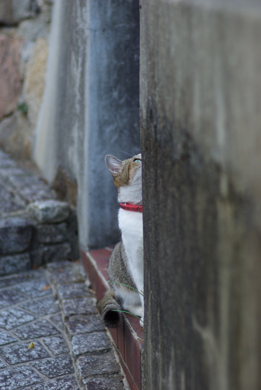 １０月尾道猫その４_a0009554_2094020.jpg