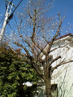 桜咲く。_f0020662_0254553.jpg