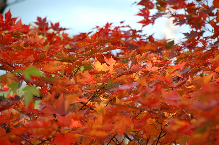 紅葉の霧島路①　～池めぐり前半編～_e0013365_8125456.jpg