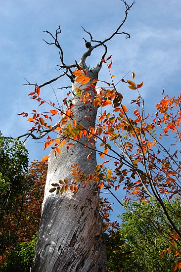 紅葉の霧島路①　～池めぐり前半編～_e0013365_8133296.jpg