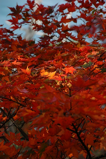 紅葉の霧島路①　～池めぐり前半編～_e0013365_813512.jpg