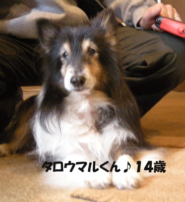 e0066883_21371329.gif