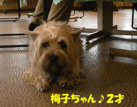 e0066883_2151983.gif