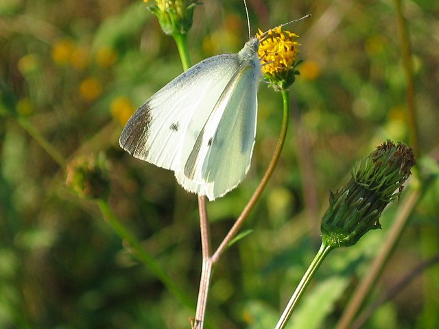 2008.10.29　季節はずれに・・・・・　　　　　　　　_f0140087_3325157.jpg