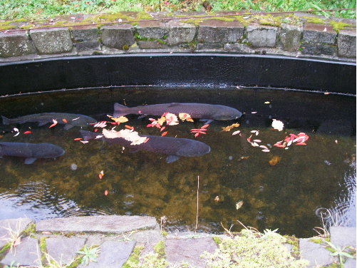 c0036203_20561431.jpg