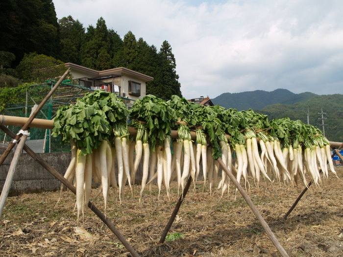 漬物用大根干し_c0116915_2381014.jpg