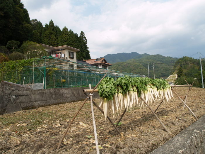 漬物用大根干し_c0116915_2382771.jpg
