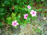 道端の花たち_a0043520_738553.jpg