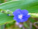 道端の花たち_a0043520_739453.jpg