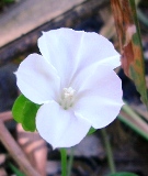 道端の花たち_a0043520_7421064.jpg