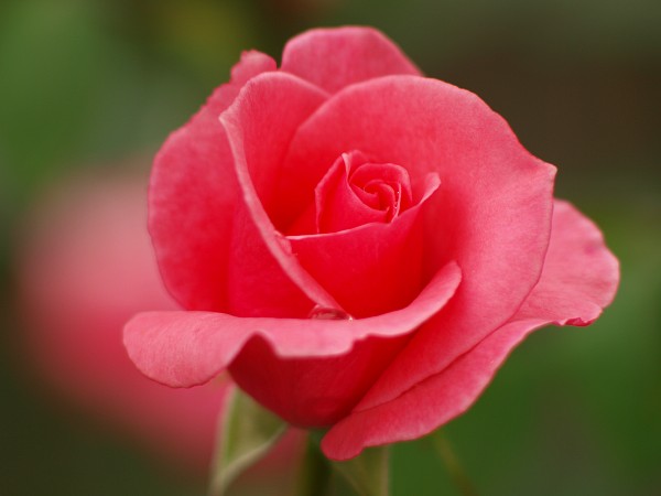 OMレンズで薔薇を撮ろう　第十三回_c0109827_2143953.jpg