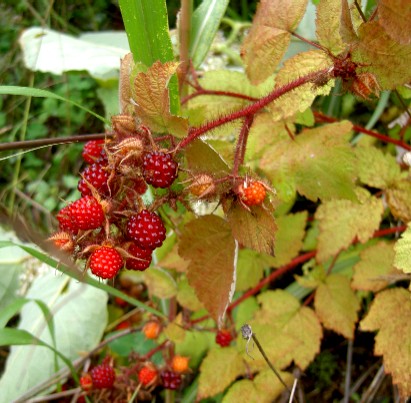 f0136828_12474064.jpg