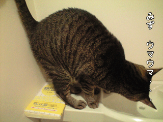 f0116546_1751335.gif