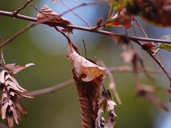 c0045352_1628244.jpg
