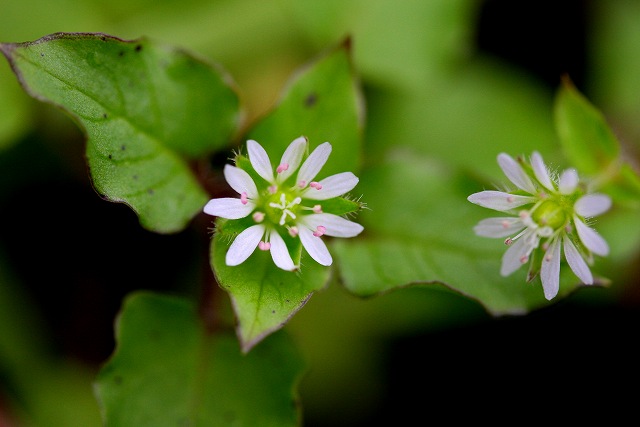 小さな花たち_f0079157_2256112.jpg