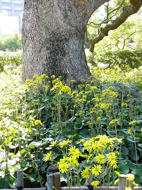 相楽園の石蕗（つわぶき）_b0063958_22535265.jpg