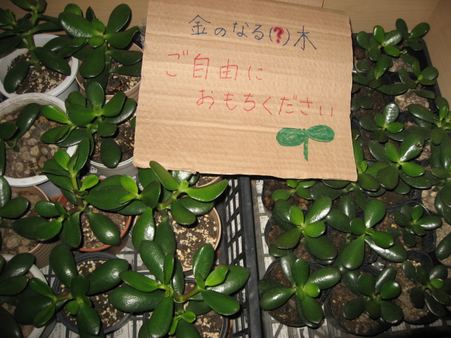 縁起もの　あげちゃいます（沼宮内店）_f0104159_10153548.jpg