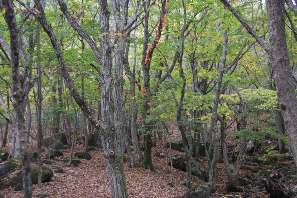 e0024081_17503684.jpg