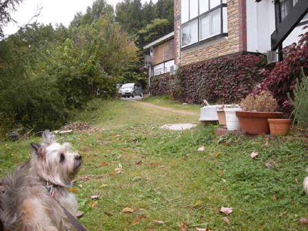 e0066883_21174111.gif