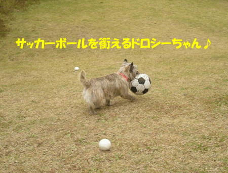e0066883_21413940.gif